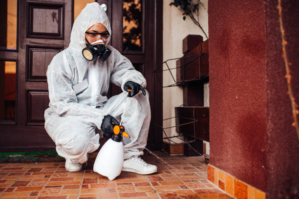 Attic and Crawl Space Rodent Treatment in Carlsbad