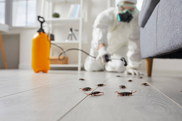 Commercial Rodent Management in Carlsbad